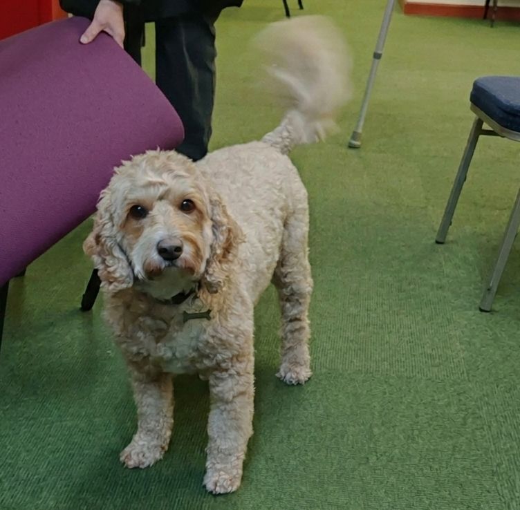 A photo of our canine mascot, Bobby, a cavapoo
